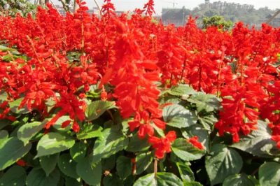 紅紅的花有什么寓意，花語是我愛你