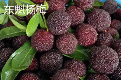 楊梅東魁好吃還是荸薺好吃，各有特點