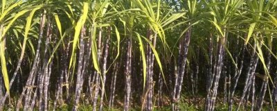 甘蔗的產(chǎn)地，最大的甘蔗生產(chǎn)國(guó)是巴西、印度和中國(guó)