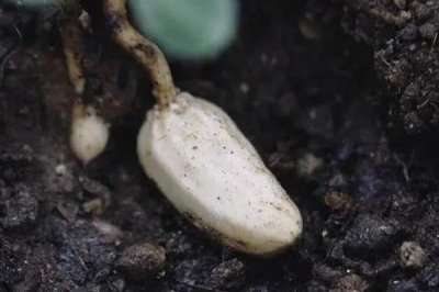 花生迎針培土技巧，一定要掌握適期