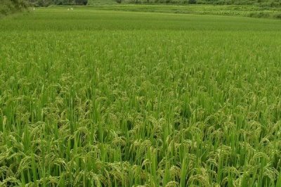 潢優(yōu)676水稻種子特點(diǎn)，每畝有效穗數(shù)14.7萬(wàn)