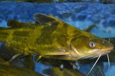 昂刺魚是什么魚，是我國(guó)常見的淡水魚類