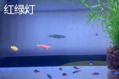 寶蓮燈魚與紅綠燈區(qū)別，前者的體型更大且顏色更鮮艷