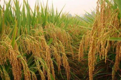 五優(yōu)61水稻種子特點(diǎn)，秧田播種量每畝10千克