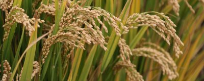 隆鋒優(yōu)4079水稻種子特點(diǎn)，全生育期117.0天