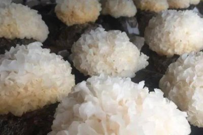 銀耳的栽培條件，溫度是其生長發(fā)育的重要因素