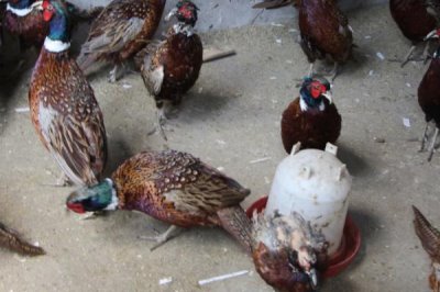 養(yǎng)殖野雞怎么防治沙門(mén)氏菌病，飼料中可拌入氯霉素