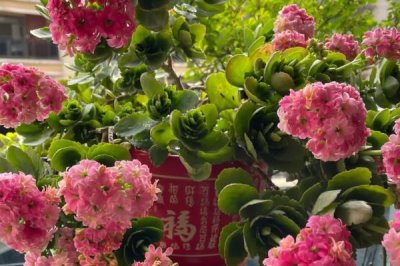 長(zhǎng)壽花不開(kāi)花的原因，光照不足或養(yǎng)分不夠都會(huì)導(dǎo)致