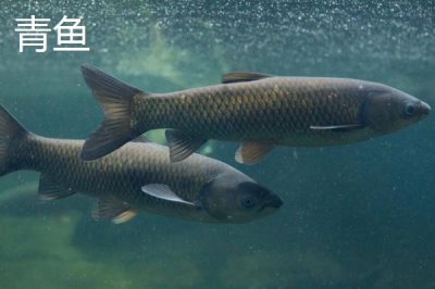 5號(hào)新關(guān)東鉤搭配什么子線，使用4.0號(hào)子線更加適宜