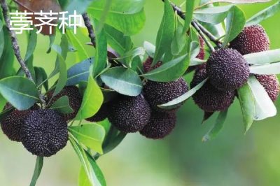 楊梅的優(yōu)良品種介紹，荸薺種楊梅在我國種植面積較大