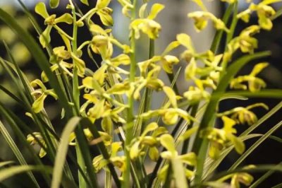 喜陰耐寒的室內(nèi)植物花卉有哪些，常見的有茶花、風(fēng)信子、郁金香等