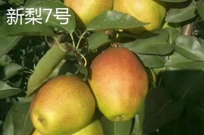優(yōu)質(zhì)梨子品種介紹，以下5種豐產(chǎn)性都很高