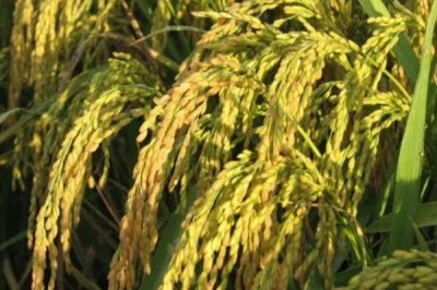 惠香8A水稻種簡(jiǎn)介，不育系5月下旬播種