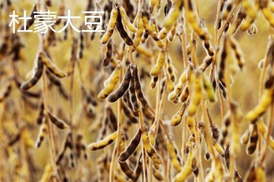 黑龍江大慶特產(chǎn)，是中國(guó)最大的石油石化基地