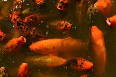 養(yǎng)錦鯉不打氧氣行嗎，魚池養(yǎng)錦鯉可以不用打氧