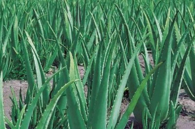 蘆薈的種植管理方法，不要經(jīng)常澆水