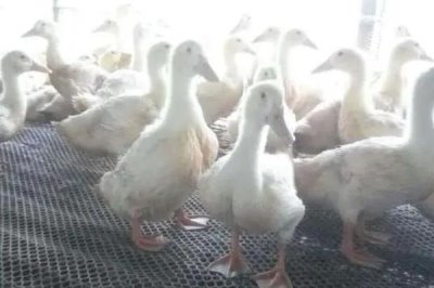 冬天怎么養(yǎng)殖肉鴨，重點要做好保溫措施