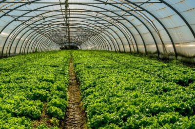 大棚蔬菜澆水注意事項(xiàng)，三澆、三控、三留心