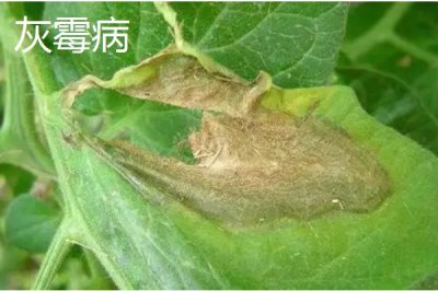 常見的補骨脂病害與防治方法，種植前對土壤消毒可降低發(fā)病率