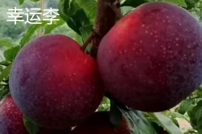 早紅李的產(chǎn)地，原產(chǎn)于日本