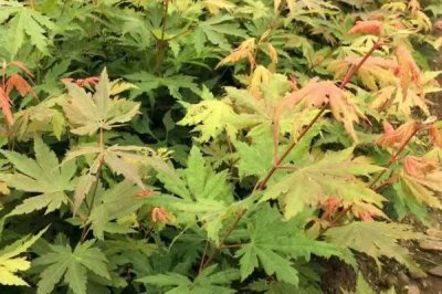 色木槭栽培技術(shù)，播種可在4月中旬進(jìn)行