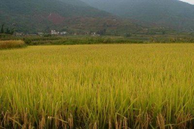 雅優(yōu)蓁禾水稻種簡介，綜合防治病蟲害