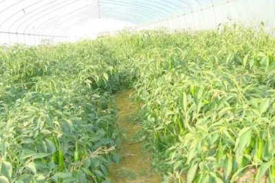冷棚種植項目推薦，常適用于北方地區(qū)