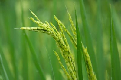 錦兩優(yōu)7810水稻種簡介，3月15～20日播種