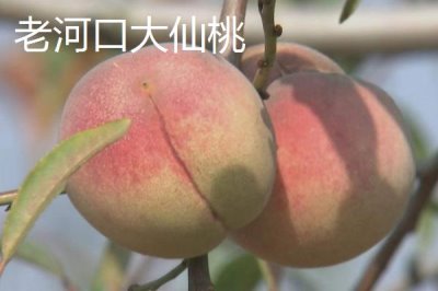 湖北老河口的特產(chǎn)，這8種都值得帶走