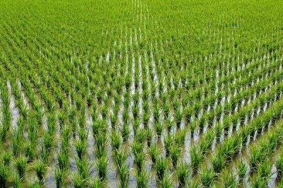 蘇秀839水稻種子特點(diǎn)，人工插秧一般5月中旬播種