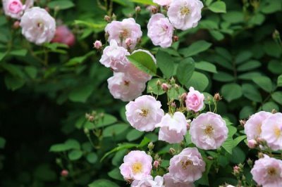 薔薇花的花語，寓意純潔的愛情