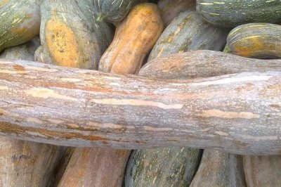 哪些蔬菜適合在夏天種植，包括豇豆、南瓜、絲瓜等品種