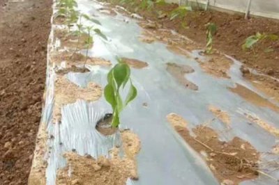 雙色地膜的好處，可保墑保肥、減輕蟲害等