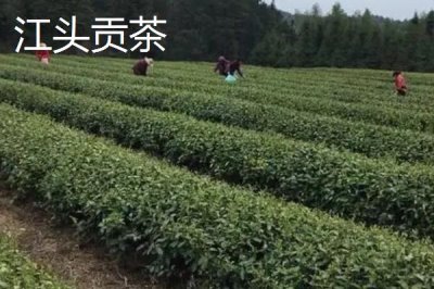 湖南省芷江侗族自治縣的特產(chǎn)，雪峰山魚腥草曾被侗民稱為仙草