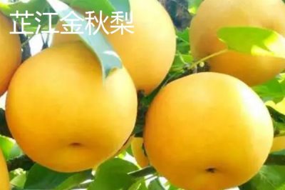 湖南省芷江侗族自治縣的特產(chǎn)，雪峰山魚腥草曾被侗民稱為仙草