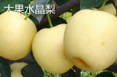 農(nóng)村種植項(xiàng)目適合選什么，紅富士蘋果具有可觀前景