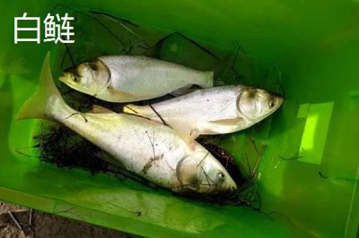 鰱魚的產(chǎn)地，分布在我國除西北和西部高原外的各大水系