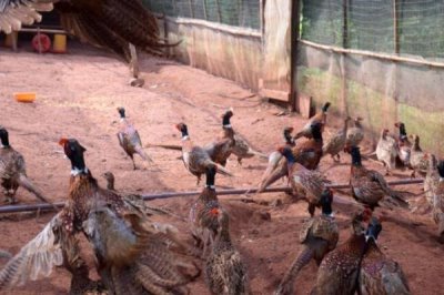 種植哪些蔬菜可以致富，青蒜、油麥菜、小白菜等品種均為適宜選擇