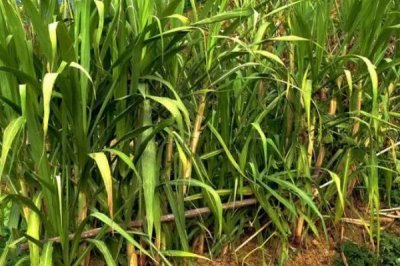 甘蔗白蟻為害情況，萌芽期和成熟時受害重