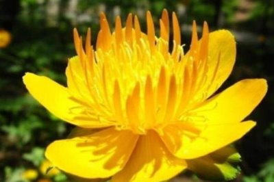 泰國的國花是什么花，是金蓮花