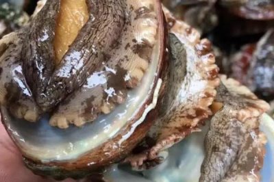 鮑魚的產(chǎn)地，在我國(guó)主產(chǎn)于大連、膠東等地方