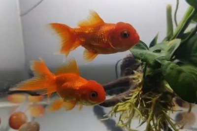 金魚可以喂什么食物，動(dòng)物性、植物性和合成飼料都可投喂