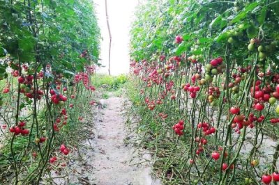 圣女果設施栽培技術，一月份就可栽培
