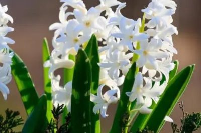 白色風(fēng)信子的花語是什么，寓意不敢表露的愛