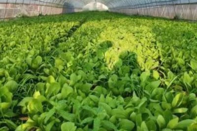 2017年種什么比較賺錢(qián)，種植山藥利潤(rùn)可觀(guān)