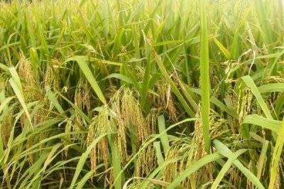珍寶4水稻品種的特性，香稻品種