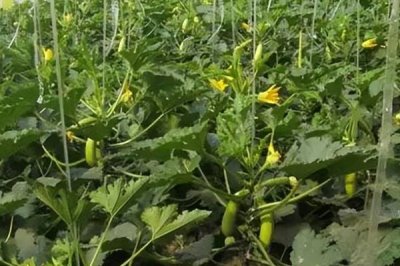 如何避免西葫蘆落花落果，溫度、光照都需要控制好