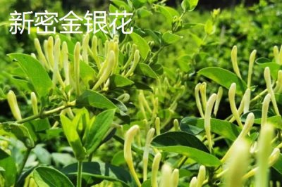河南新密市的特產(chǎn)，當(dāng)?shù)禺a(chǎn)的金銀花品質(zhì)極好