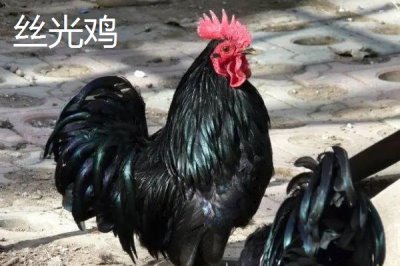 特種雞的價(jià)格，根據(jù)實(shí)際情況選擇養(yǎng)殖品種
