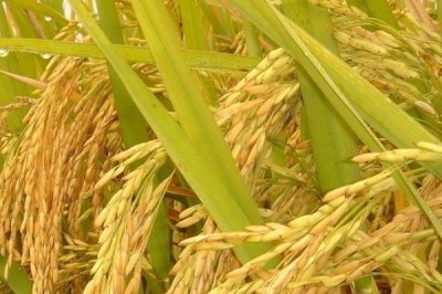 晶兩優(yōu)7818水稻種子簡介，每畝插足基本苗6萬以上